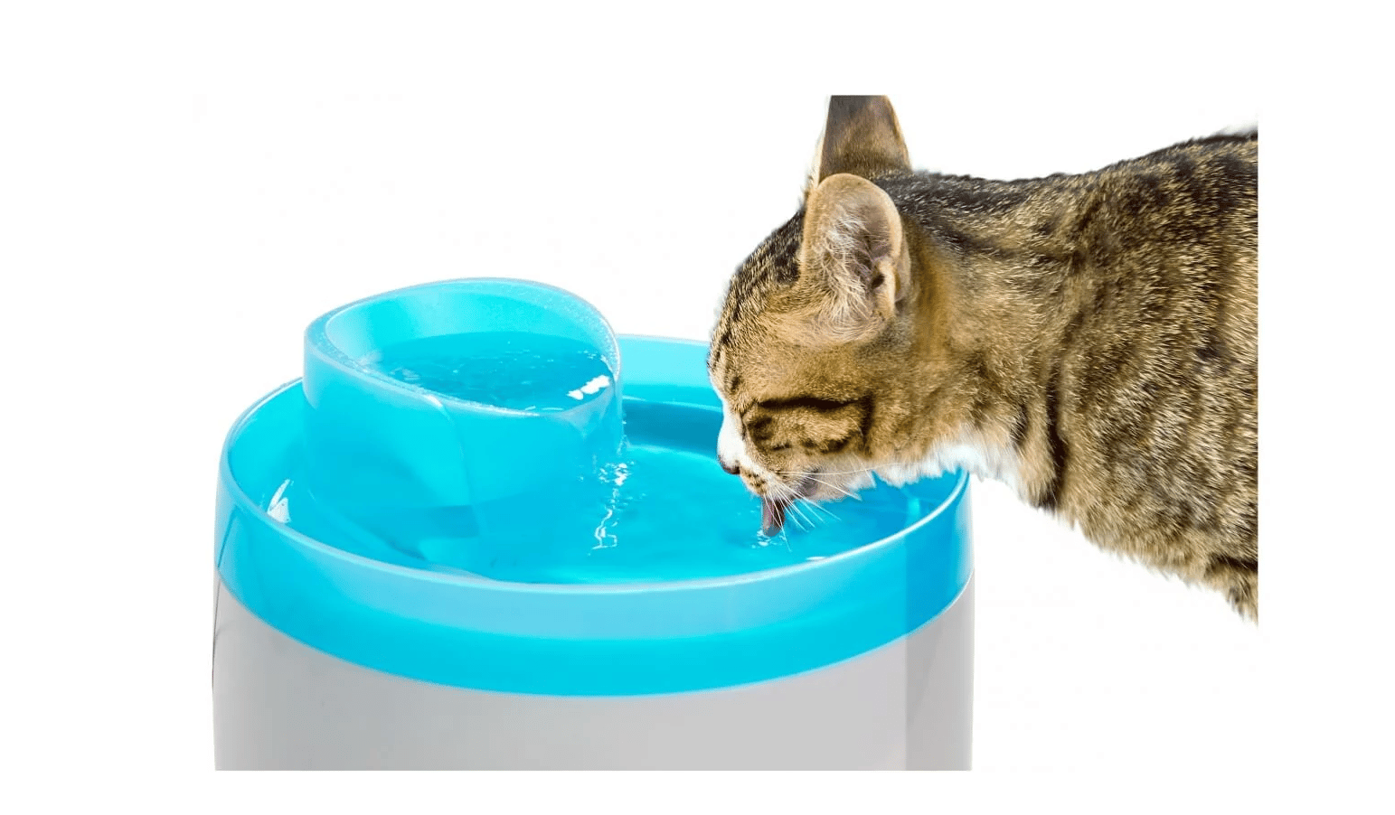 Fontaine A Eau Pour Chat Nos Conseils